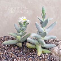 Juttadinteria AUSENSIS (Юттадинтерия)