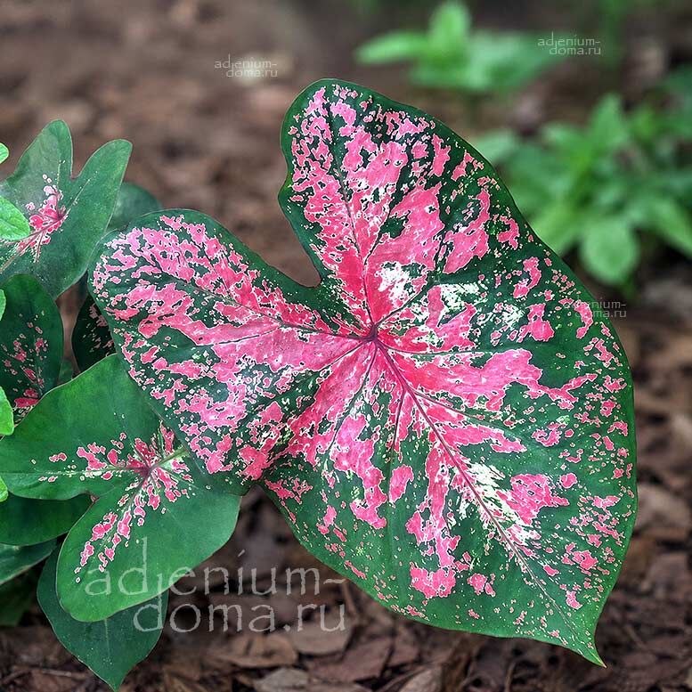 Caladium BICOLOR FIRE CHIEF Angel Wings Каладиум Биколор Файер Чиф двухцветный Начальник пожарных Крылья ангела 3