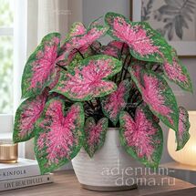 Клубень Caladium BICOLOR 'FIRE CHIEF' (Каладиум)