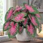 Клубень Caladium BICOLOR 'FIRE CHIEF' (Каладиум) 2