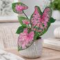 Клубень Caladium BICOLOR 'FIRE CHIEF' (Каладиум) 3