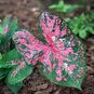 Клубень Caladium BICOLOR 'FIRE CHIEF' (Каладиум) 4