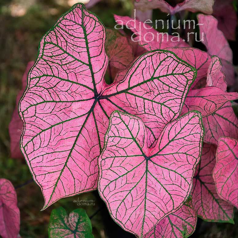 Caladium BICOLOR FESTIVIA Angel Wings Каладиум Биколор Фестивия двухцветный Праздничный Крылья ангела 2