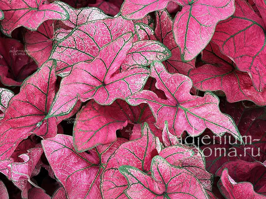 Caladium BICOLOR FESTIVIA Angel Wings Каладиум Биколор Фестивия двухцветный Праздничный Крылья ангела 3