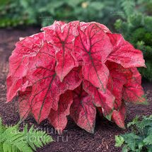 Клубень Caladium BICOLOR 'FESTIVIA' (Каладиум)