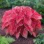 Клубень Caladium BICOLOR 'FESTIVIA' (Каладиум) 2
