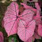 Клубень Caladium BICOLOR 'FESTIVIA' (Каладиум) 3