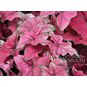 Клубень Caladium BICOLOR 'FESTIVIA' (Каладиум) 4