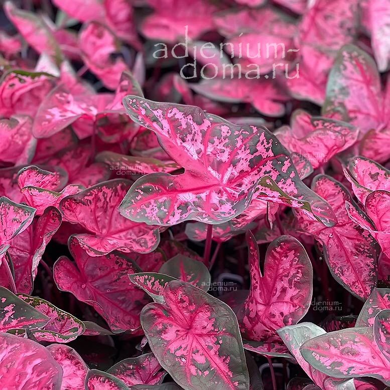 Caladium BICOLOR CAROLYN WHARTON Angel Wings Каладиум Биколор Кэролин Уортон двухцветный Крылья ангела 2