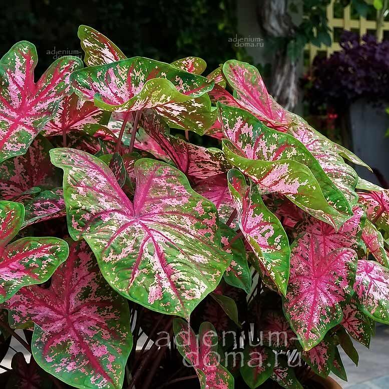 Caladium BICOLOR CAROLYN WHARTON Angel Wings Каладиум Биколор Кэролин Уортон двухцветный Крылья ангела 3