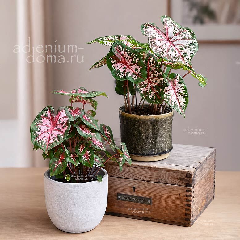 Caladium BICOLOR CAROLYN WHARTON Angel Wings Каладиум Биколор Кэролин Уортон двухцветный Крылья ангела 1