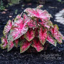 Клубень Caladium BICOLOR 'CAROLYN WHARTON' (Каладиум)
