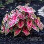 Клубень Caladium BICOLOR 'CAROLYN WHARTON' (Каладиум) 2