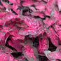 Клубень Caladium BICOLOR 'CAROLYN WHARTON' (Каладиум) 3