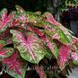 Клубень Caladium BICOLOR 'CAROLYN WHARTON' (Каладиум) 4