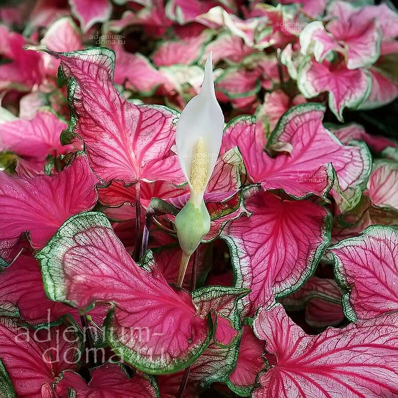 Caladium BICOLOR FLORIDA SWEETHEART Angel Wings Каладиум Биколор Флорида Свитхарт двухцветный Любимчик Флориды Крылья ангела 1