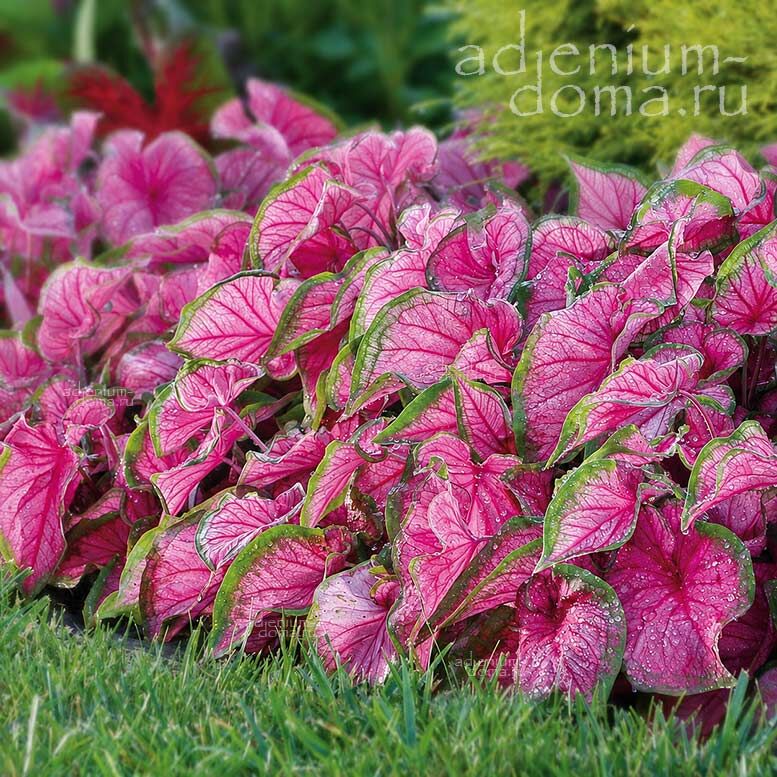 Caladium BICOLOR FLORIDA SWEETHEART Angel Wings Каладиум Биколор Флорида Свитхарт двухцветный Любимчик Флориды Крылья ангела 2