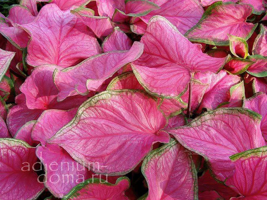 Caladium BICOLOR FLORIDA SWEETHEART Angel Wings Каладиум Биколор Флорида Свитхарт двухцветный Любимчик Флориды Крылья ангела 3