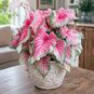 Клубень Caladium BICOLOR 'FLORIDA SWEETHEART' (Каладиум) 2