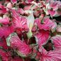 Клубень Caladium BICOLOR 'FLORIDA SWEETHEART' (Каладиум) 3
