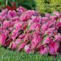 Клубень Caladium BICOLOR 'FLORIDA SWEETHEART' (Каладиум) 4