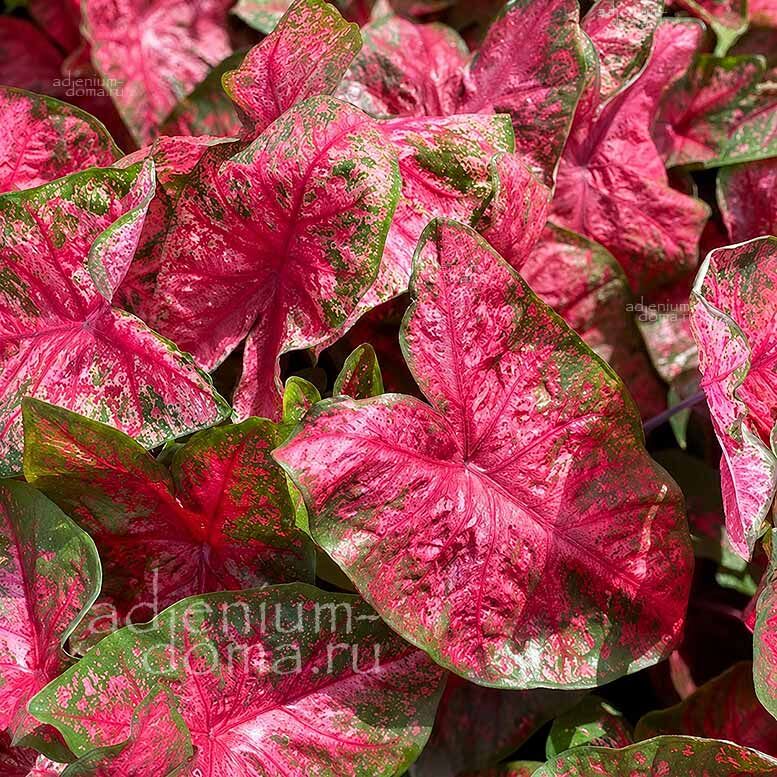 Caladium BICOLOR LAVA GLOW Angel Wings Каладиум Биколор Лава Глоу двухцветный Лавовое сияние Крылья ангела 3