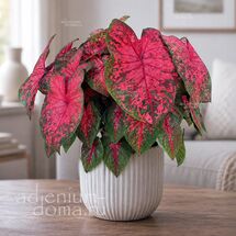 Клубень Caladium BICOLOR 'LAVA GLOW' (Каладиум)