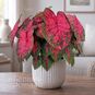 Клубень Caladium BICOLOR 'LAVA GLOW' (Каладиум) 2