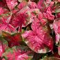 Клубень Caladium BICOLOR 'LAVA GLOW' (Каладиум) 3