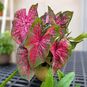 Клубень Caladium BICOLOR 'LAVA GLOW' (Каладиум) 4