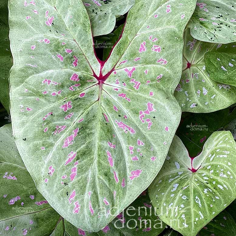Caladium BICOLOR LIMELITE Angel Wings Каладиум Биколор Лайм Лайт двухцветный Лаймовый свет Крылья ангела 2