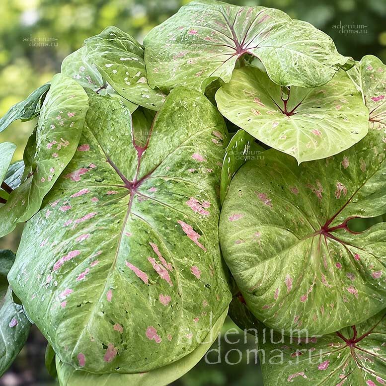 Caladium BICOLOR LIMELITE Angel Wings Каладиум Биколор Лайм Лайт двухцветный Лаймовый свет Крылья ангела 3