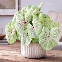 Клубень Caladium BICOLOR 'LIME LITE' (Каладиум)