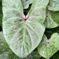 Клубень Caladium BICOLOR 'LIME LITE' (Каладиум) 3