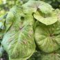 Клубень Caladium BICOLOR 'LIME LITE' (Каладиум) 4