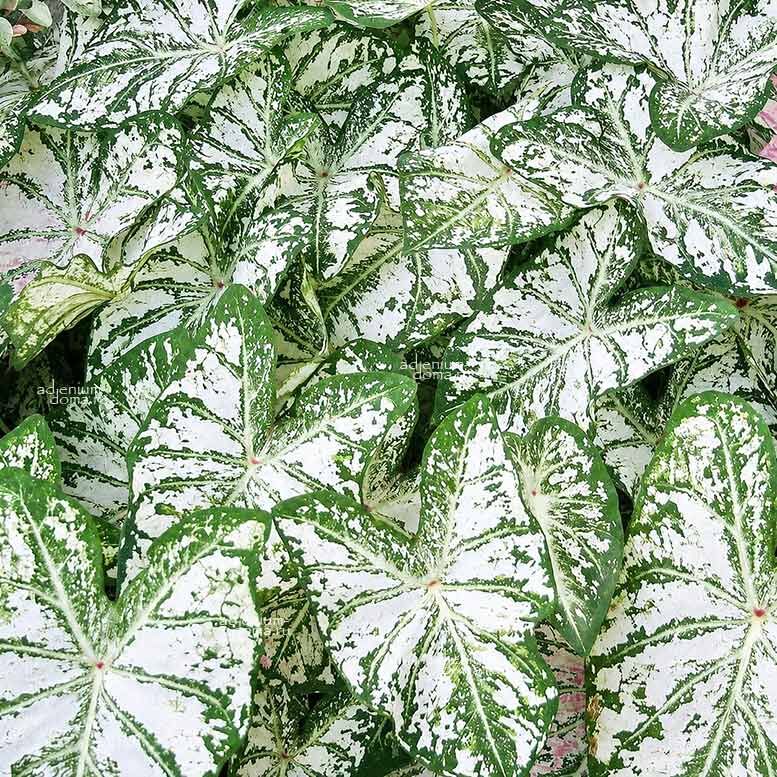 Caladium BICOLOR FLORIDA BLIZZARD Angel Wings Каладиум Биколор Флорида Близзард двухцветный Флоридская метель Крылья ангела 2