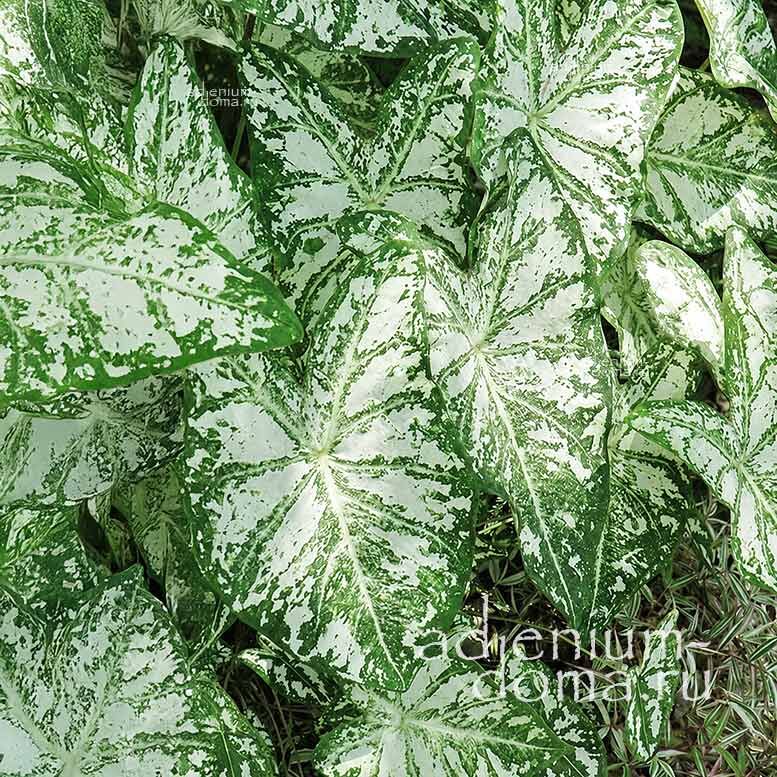Caladium BICOLOR FLORIDA BLIZZARD Angel Wings Каладиум Биколор Флорида Близзард двухцветный Флоридская метель Крылья ангела 3