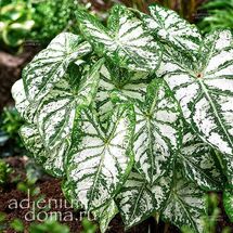 Клубень Caladium BICOLOR 'FLORIDA BLIZZARD' (Каладиум)