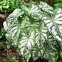 Клубень Caladium BICOLOR 'FLORIDA BLIZZARD' (Каладиум) 2