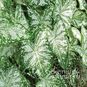 Клубень Caladium BICOLOR 'FLORIDA BLIZZARD' (Каладиум) 4