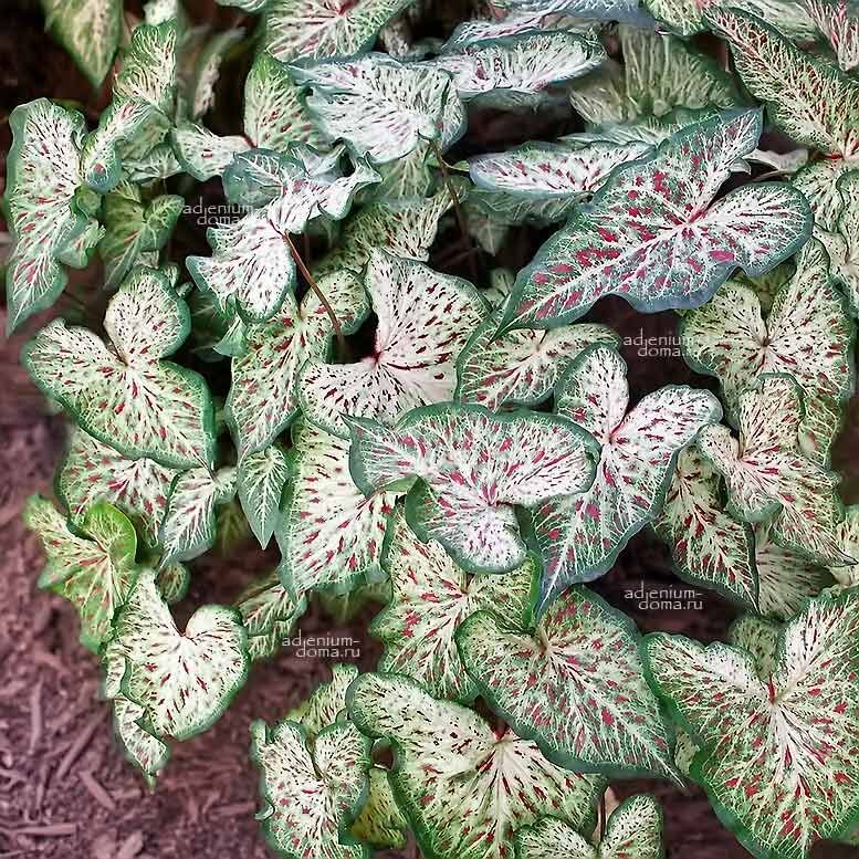 Caladium BICOLOR GINGERLAND Angel Wings Каладиум Биколор Джинджерленд двухцветный Имбирная страна Крылья ангела 2