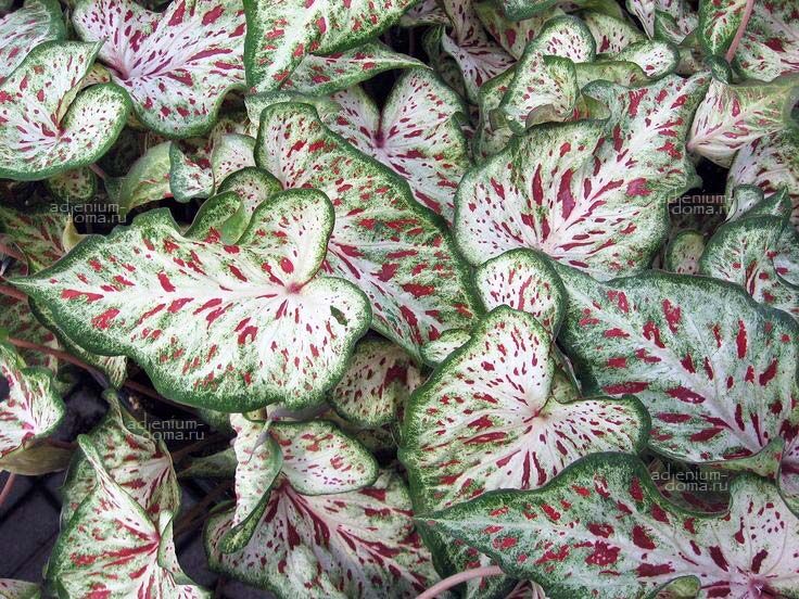 Caladium BICOLOR GINGERLAND Angel Wings Каладиум Биколор Джинджерленд двухцветный Имбирная страна Крылья ангела 3