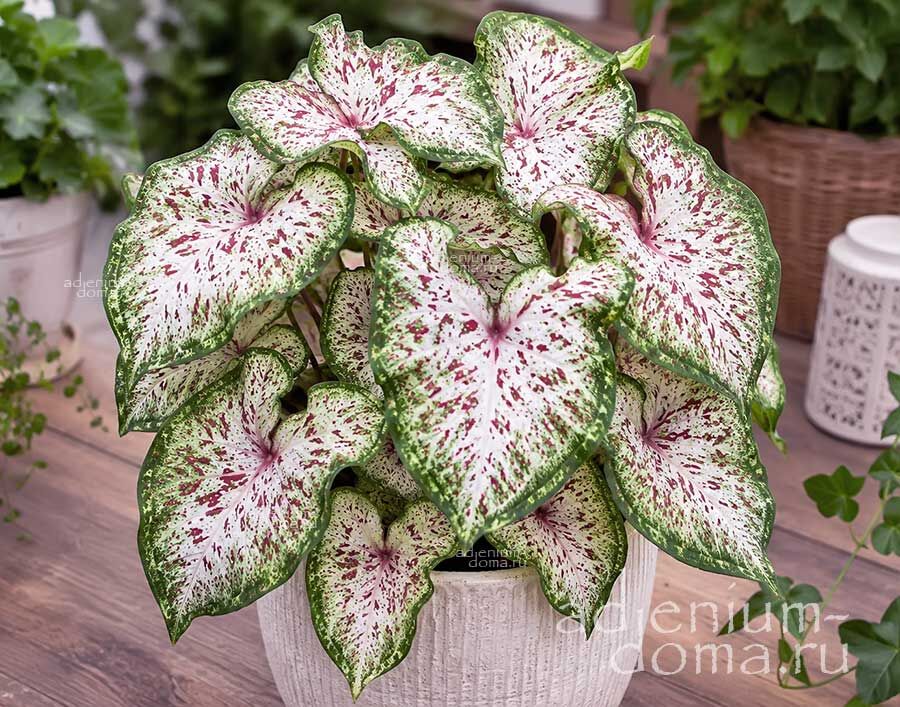 Caladium BICOLOR GINGERLAND Angel Wings Каладиум Биколор Джинджерленд двухцветный Имбирная страна Крылья ангела 1