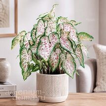Клубень Caladium BICOLOR 'GINGERLAND' (Каладиум)