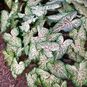 Клубень Caladium BICOLOR 'GINGERLAND' (Каладиум) 3