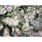 Клубень Caladium BICOLOR 'GINGERLAND' (Каладиум) 4