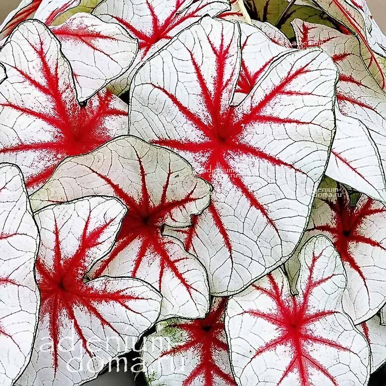 Caladium BICOLOR FIESTA Angel Wings Каладиум Биколор Фиеста двухцветный Праздник Крылья ангела 1