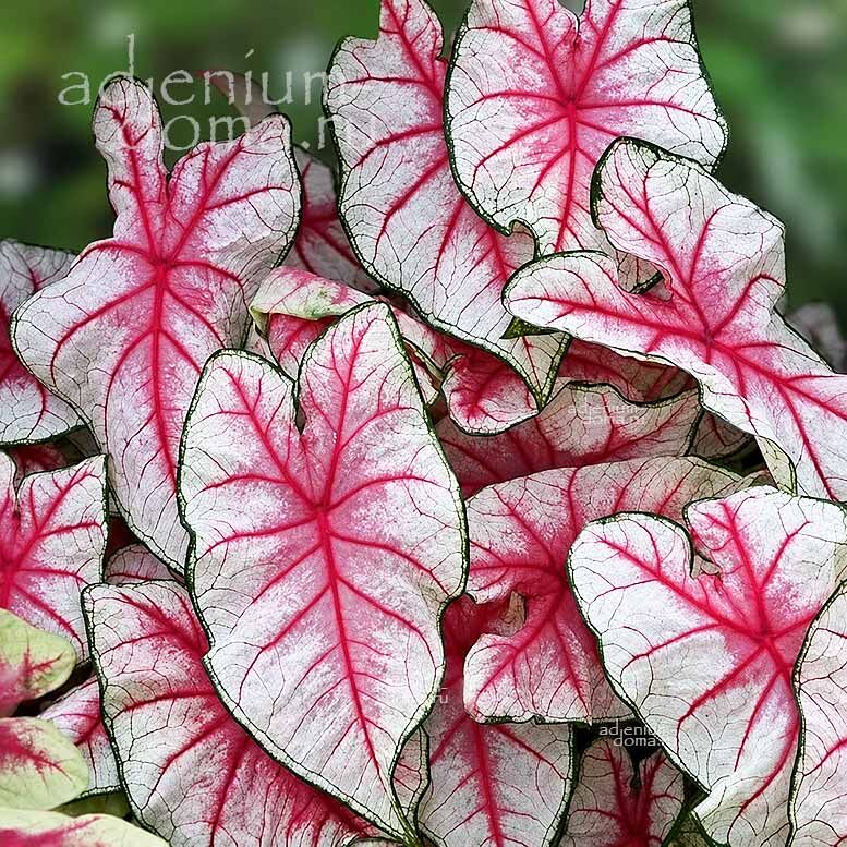Caladium BICOLOR FIESTA Angel Wings Каладиум Биколор Фиеста двухцветный Праздник Крылья ангела 2