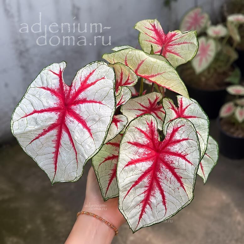 Caladium BICOLOR FIESTA Angel Wings Каладиум Биколор Фиеста двухцветный Праздник Крылья ангела 3