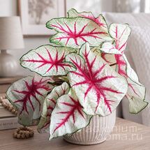 Клубень Caladium BICOLOR 'FIESTA' (Каладиум)